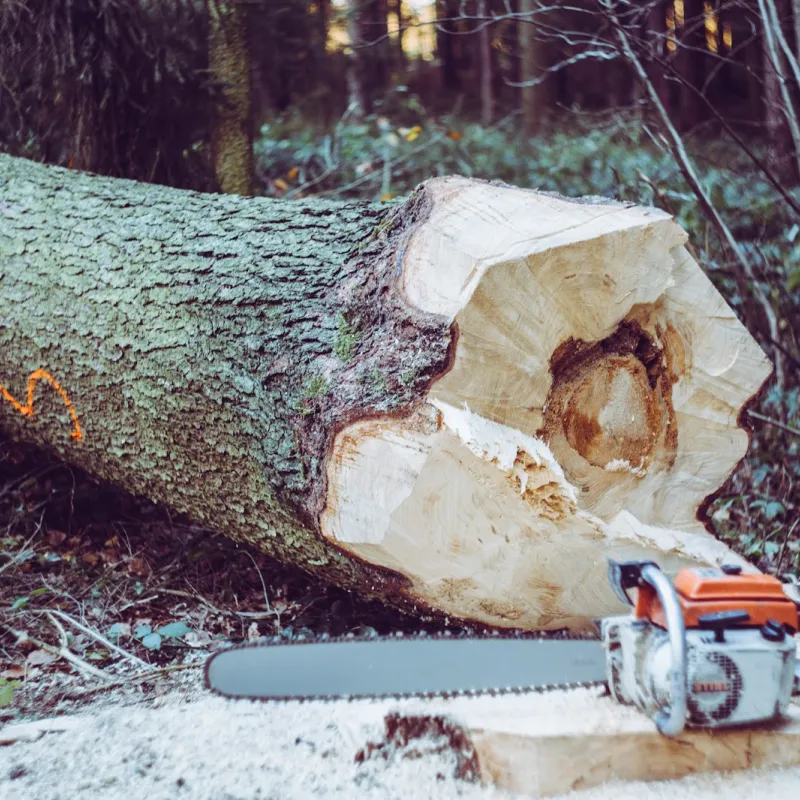 tree removal work leicester nc