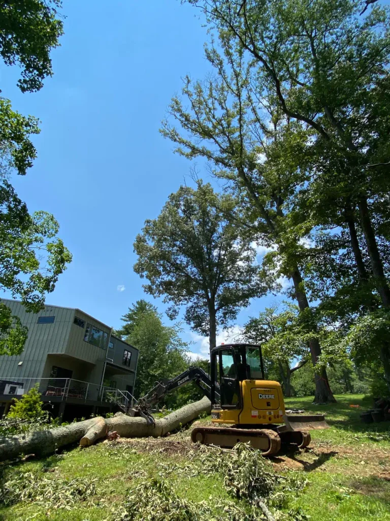 Protect Your Property with Tree Care in Leicester, NC